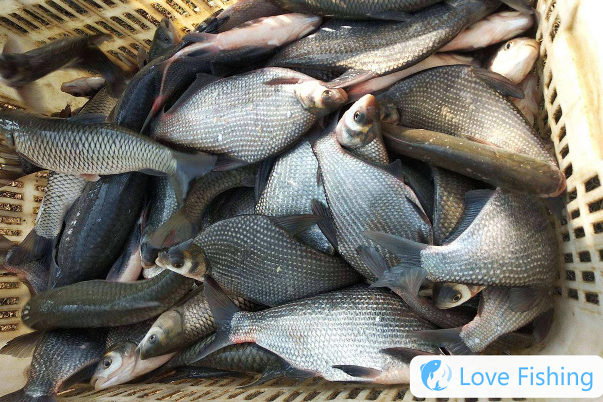 _Fishing bream in early autumn _Fishing in autumn _Fishing in early autumn