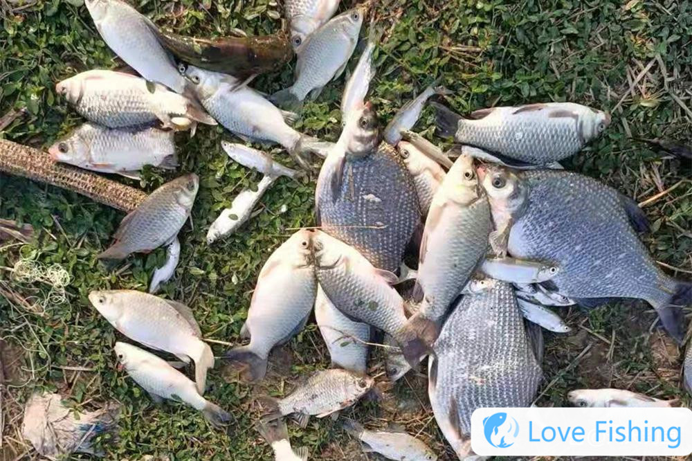 Fishing For Breams In Wild, Use This "unconventional&qu