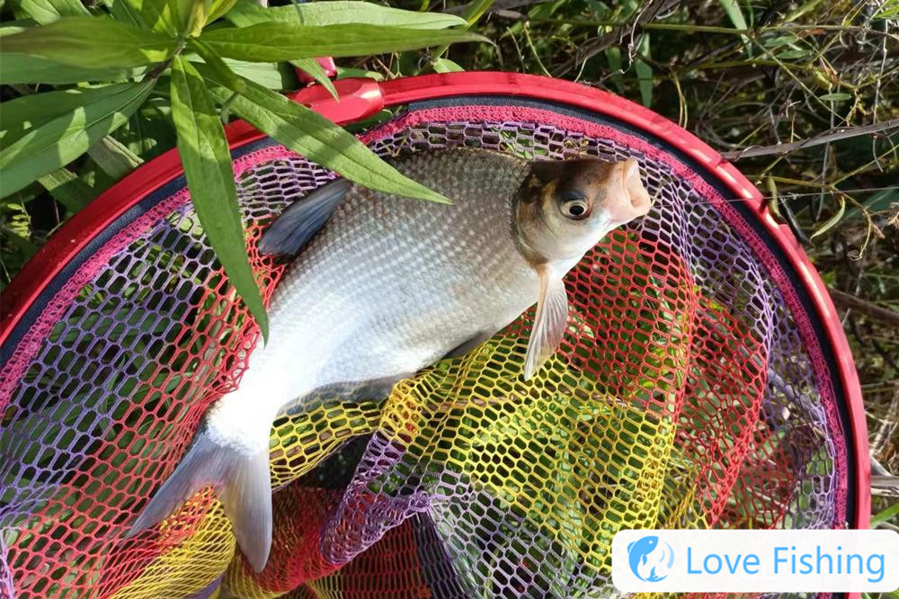 What does the fishing explosion guard mean__Fish protection video