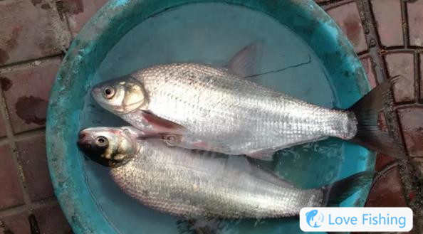 Why is bream fishing in spring more prone to explosive protection? It's hard for you to catch? The old fisherman pointed out that you have a bad memory. Why is bream fishing in spring more prone to explosive protection? It's hard for you to catch? The old fisherman pointed out that it is your fault for your poor memory