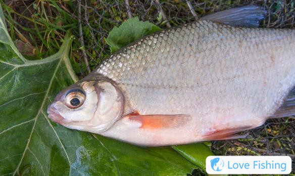 Why is bream fishing in spring more prone to explosive protection? It's hard for you to catch? The old fisherman pointed out that you have a bad memory. Why is bream fishing in spring more prone to explosive protection? It's hard for you to catch? The old fisherman pointed out that it is your fault for your poor memory