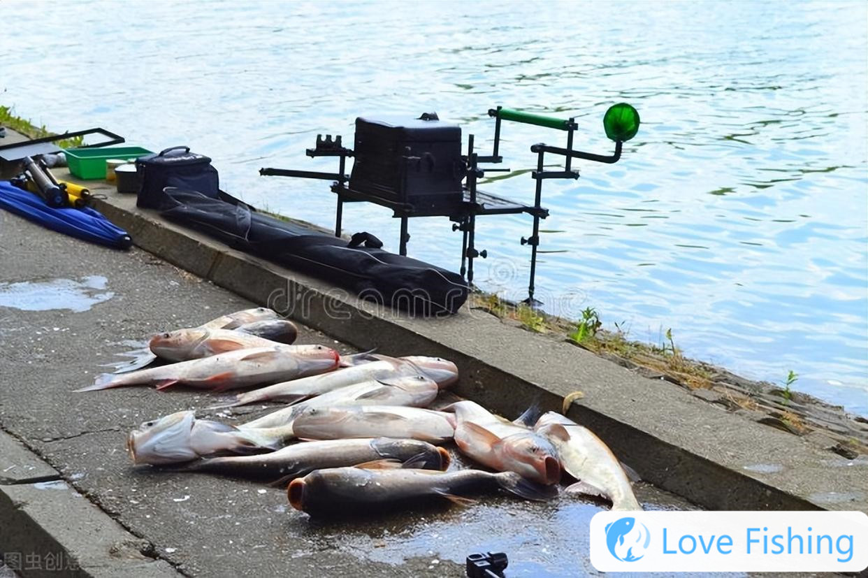 _A large-scale inventory of good fishing species in autumn. If these 6 types of fish cannot be caught, it must be technical reasons! _A large-scale inventory of good fishing species in autumn. If these 6 types of fish cannot be caught, it must be technical reasons!