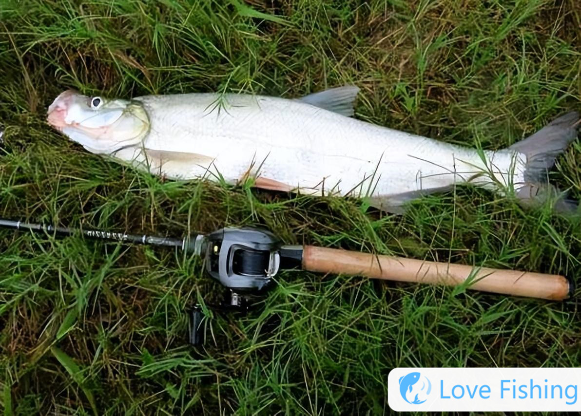_A large-scale inventory of good fishing species in autumn. If these 6 types of fish cannot be caught, it must be technical reasons! _A large-scale inventory of good fishing species in autumn. If these 6 types of fish cannot be caught, it must be technical reasons!