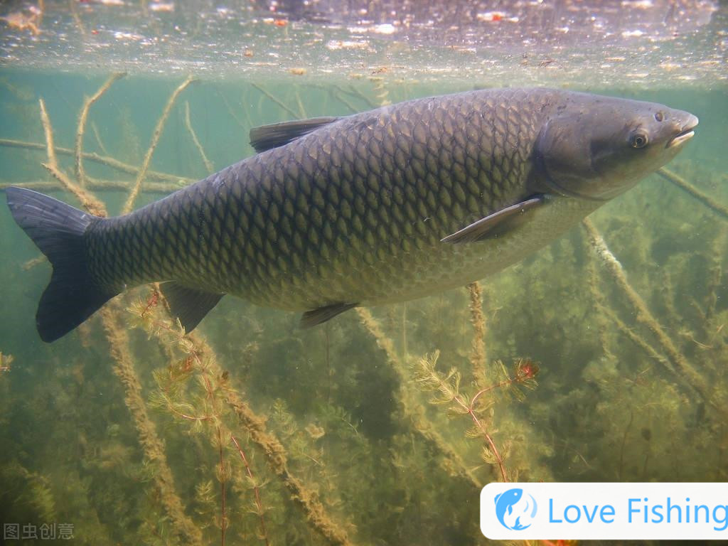 A large-scale inventory of good fishing species in autumn. If these 6 types of fish cannot be caught, it must be technical reasons! _A large-scale inventory of good fishing species in autumn. If these 6 types of fish cannot be caught, it must be technical reasons! _