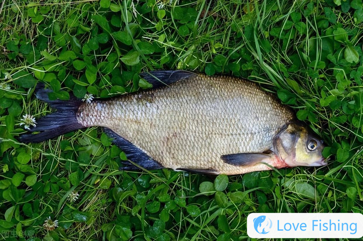 A large-scale inventory of good fishing species in autumn. If these 6 types of fish cannot be caught, it must be technical reasons! _A large-scale inventory of good fishing species in autumn. If these 6 types of fish cannot be caught, it must be technical reasons! _
