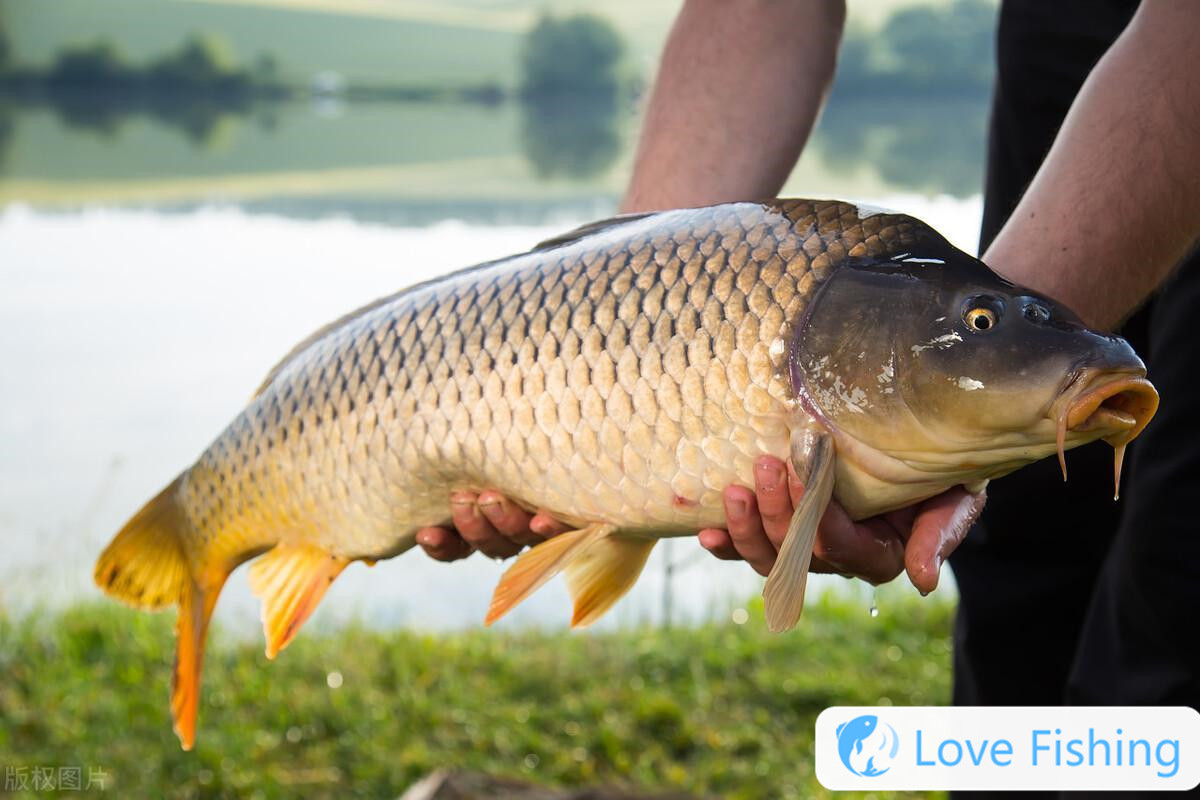 _A large-scale inventory of good fishing species in autumn. If these 6 types of fish cannot be caught, it must be technical reasons! _A large-scale inventory of good fishing species in autumn. If these 6 types of fish cannot be caught, it must be technical reasons!