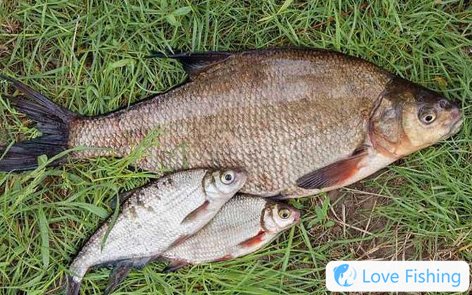 What Float Is The Best For Fishing