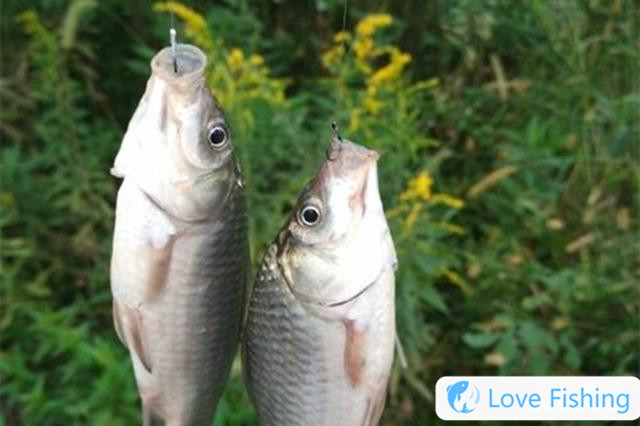 Spring wild fishing skills: 4 special fishing methods, intoxicated eyes are spring fishing