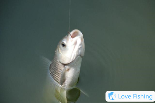 Spring wild fishing skills: 4 special fishing methods, intoxicated eyes are spring fishing