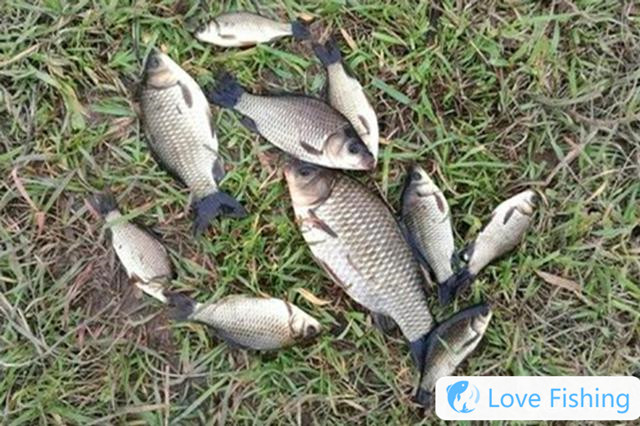 In Spring, You Can Find The Shallows, And Find Thes