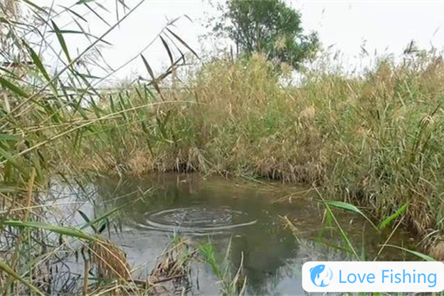 Find the shallows in spring, and find these 4 kinds of aquatic plants dens, all natural fish nests