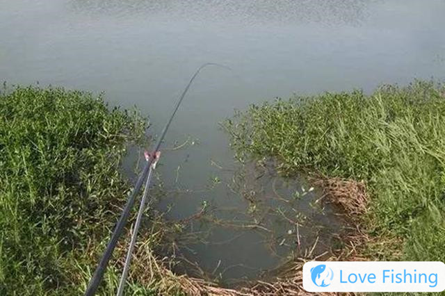 Find the shallows in spring, and find these 4 kinds of aquatic plants dens, all natural fish nests