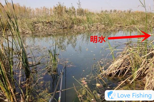 Find the shallows in spring, and find these 4 kinds of aquatic plants dens, all natural fish nests