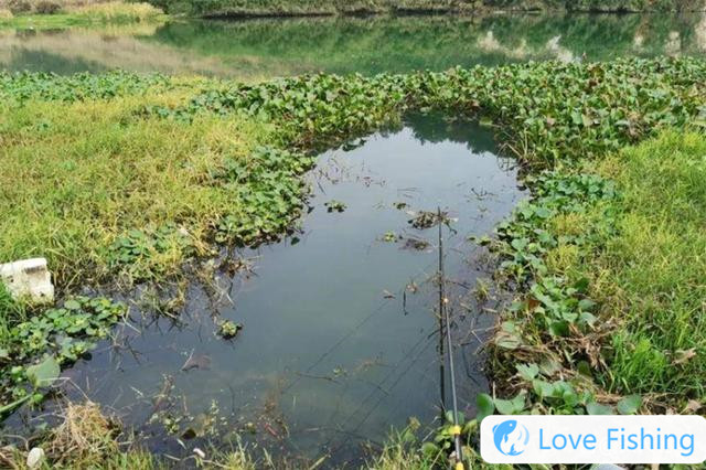 Find the shallows in spring, and find these 4 kinds of aquatic plants dens, all natural fish nests