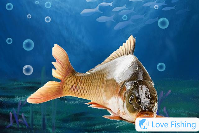 How to catch slippery carp? 5 foraging characteristics of slip-mouth carp
