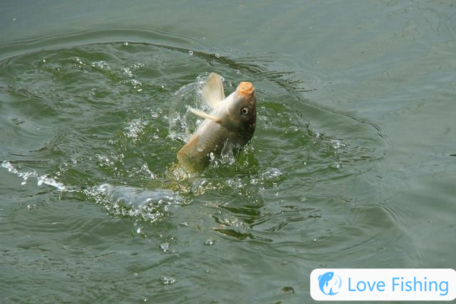 How to catch slippery carp? 5 foraging characteristics of slip-mouth carp