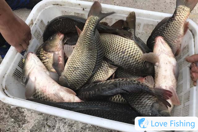How to catch slippery carp? 5 foraging characteristics of slip-mouth carp