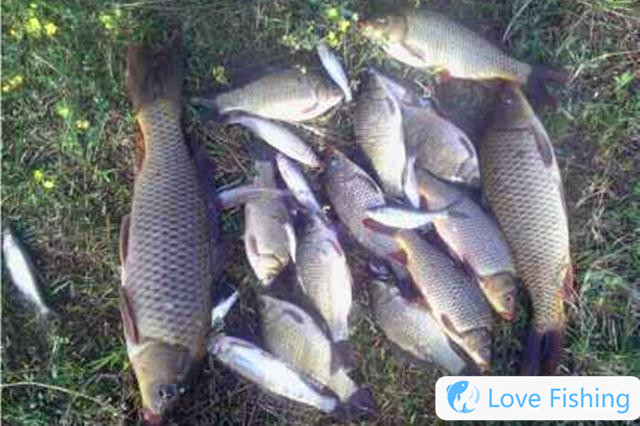 In Spring, Fishing For Carp In Wild, Find 4 Classic Fish Nes