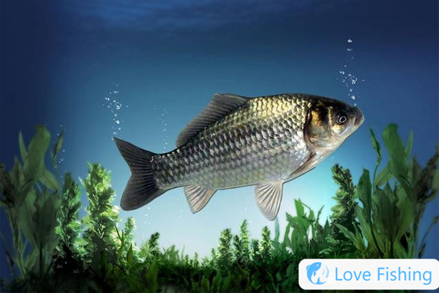 When Will Crucian Carp Open Their Mouths? The Four Rules Of