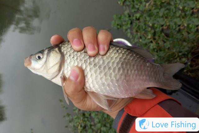 When will crucian carp open their mouths? The four rules for opening crucian carp are closely related to changes in water temperature