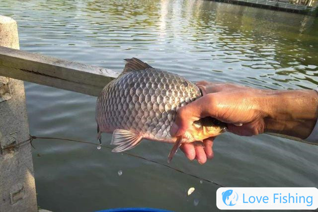 When will crucian carp open their mouths? The four rules for opening crucian carp are closely related to changes in water temperature