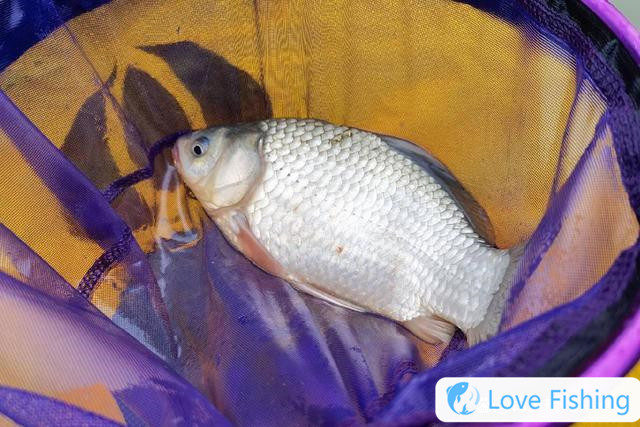 When will crucian carp open their mouths? The four rules for opening crucian carp are closely related to changes in water temperature