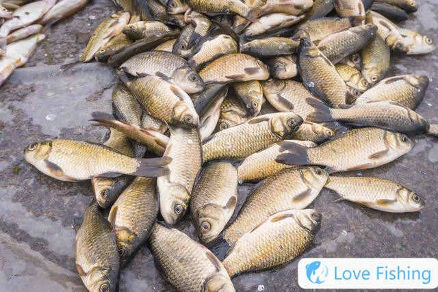 When will crucian carp open their mouths? The four rules for opening crucian carp are closely related to changes in water temperature