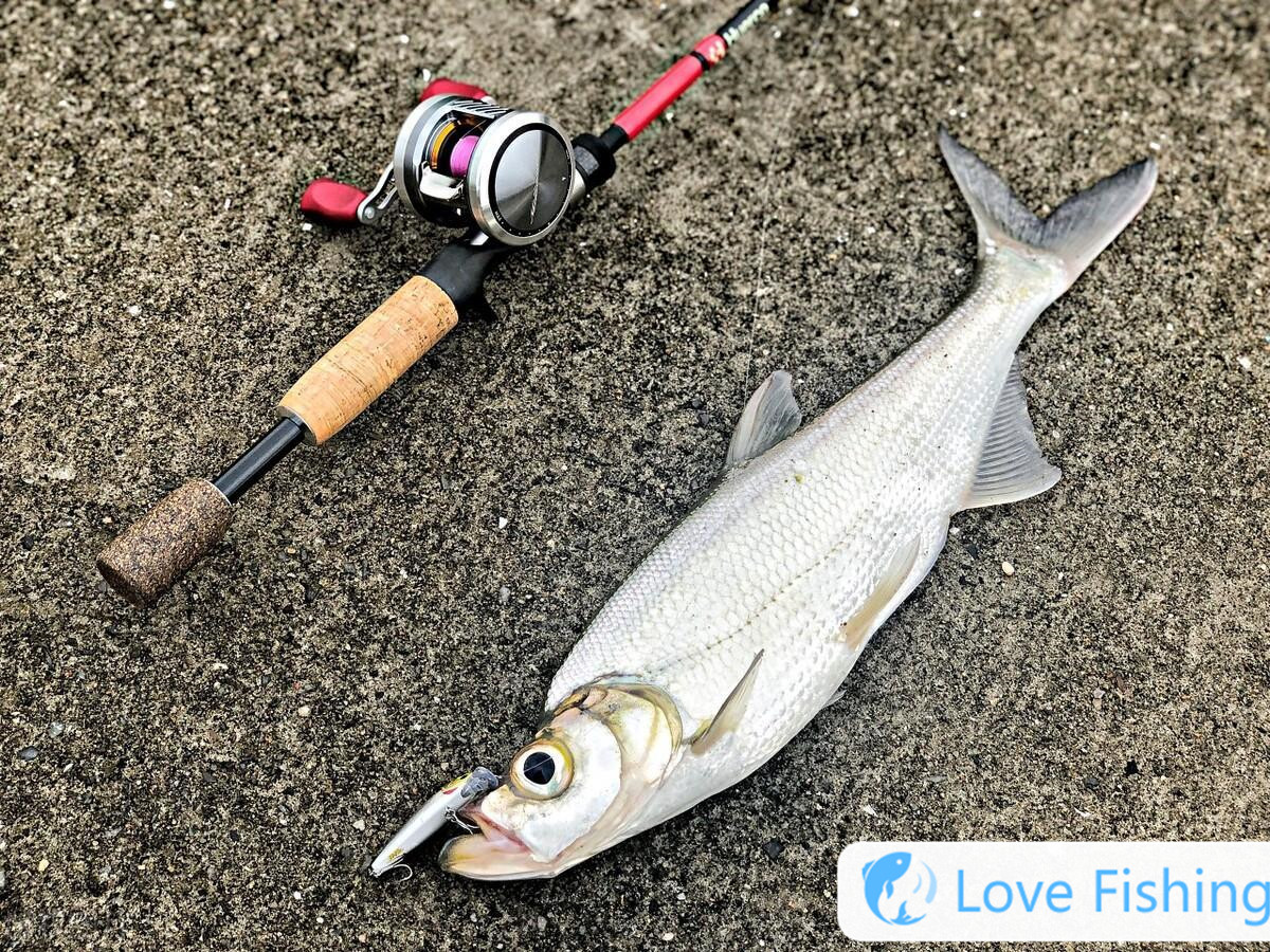 _What flavor is used to fish for golden crucian carp_What bait is used to fish for golden crucian carp__What bait is used to fish for golden crucian carp