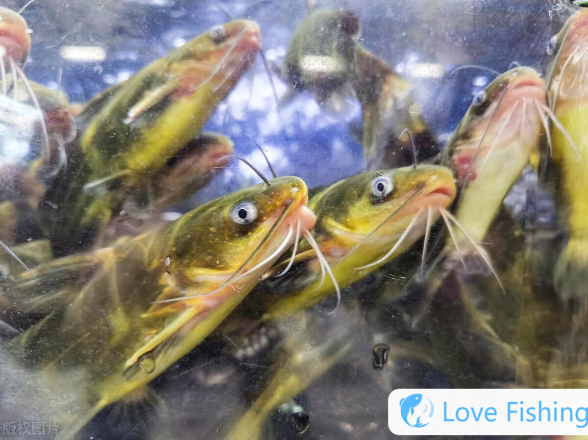 What flavor is used to fish for golden crucian carp_What bait is good for fishing for golden crucian carp_