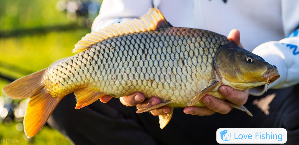 _What bait is used to fish for golden crucian carp_ What bait is used to fish for golden crucian carp