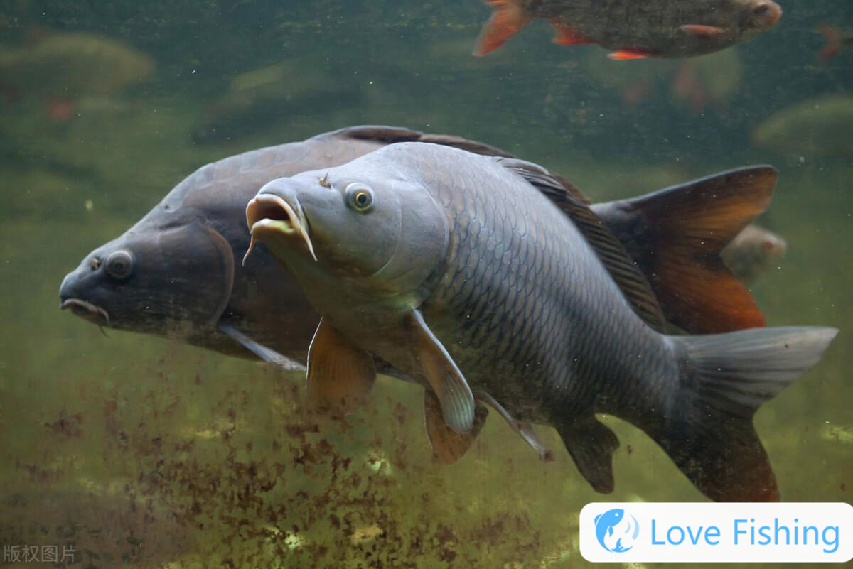 _What bait is used to fish for golden crucian carp_ What bait is used to fish for golden crucian carp