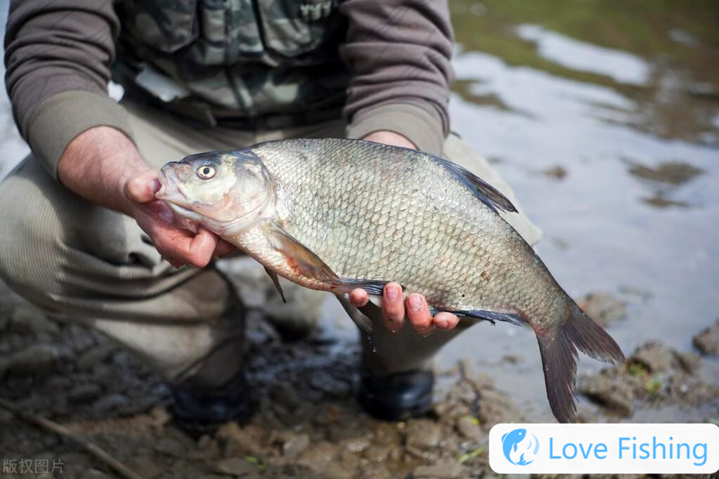 _What bait is used to fish for golden crucian carp_What flavor is used to fish for golden crucian carp