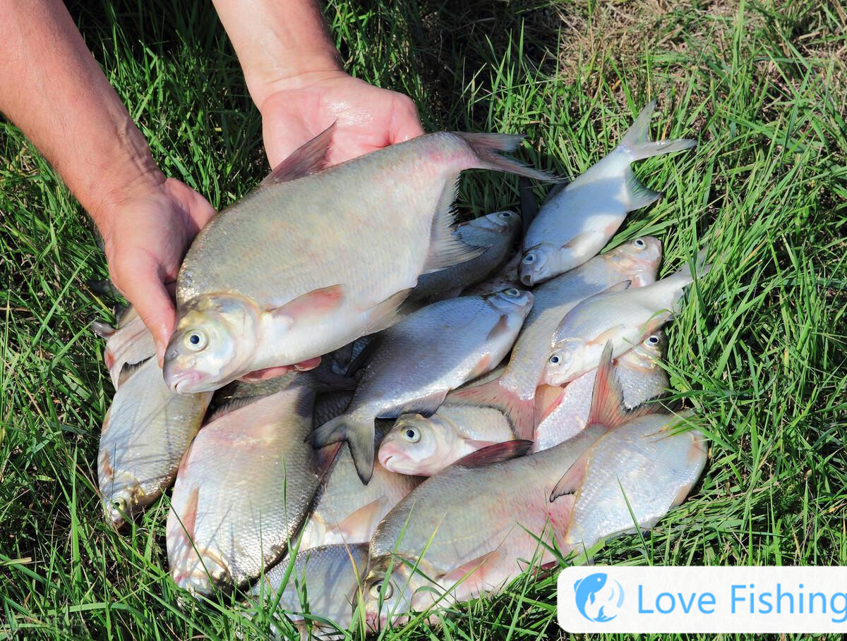 _What flavor is used to fish for golden crucian carp_What bait is used to fish for golden crucian carp__What bait is used to fish for golden crucian carp