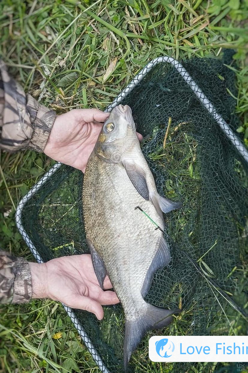 What bait is used to fish for golden crucian carp_ What bait is used to fish for golden crucian carp_