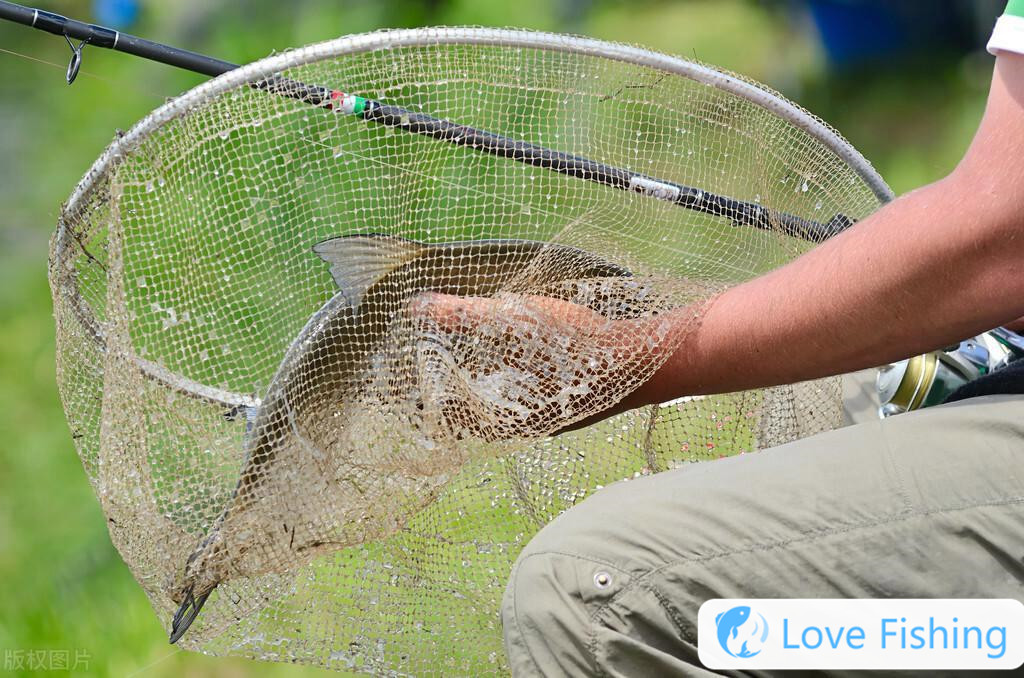 What flavor is used to fish for golden crucian carp_ What bait is used to fish for golden crucian carp_