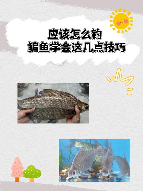 A Complete Collection Of Bream Fishing Tips In Autu