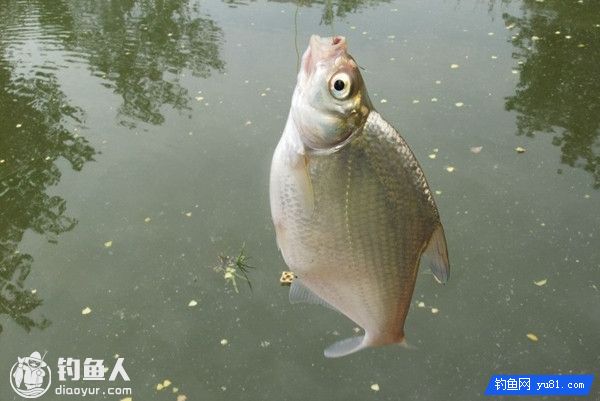 Fishing Techniques And Fishing Spot Selection Of Bream