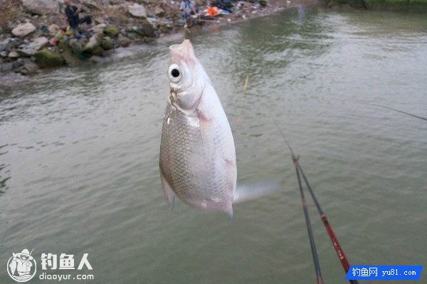 Summer Library Fishing Guide (select Position, Use 