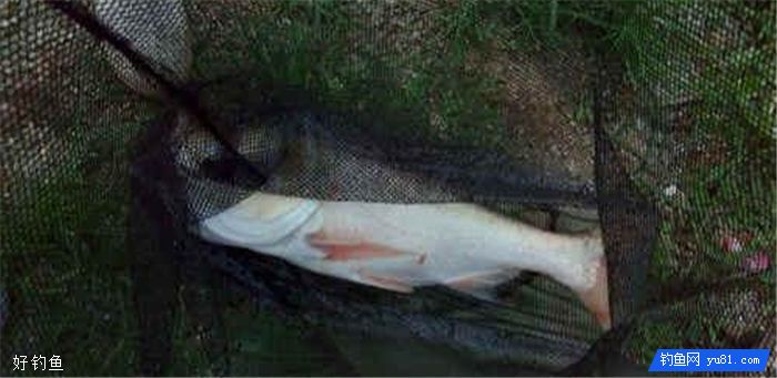The Details Of Fishing For Bream In The Autumn Rese