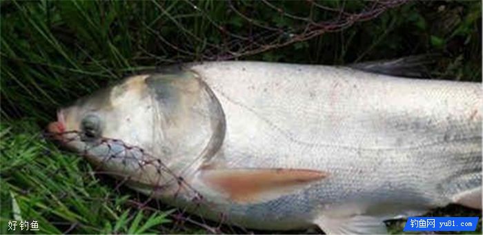 Silk and bighead carp