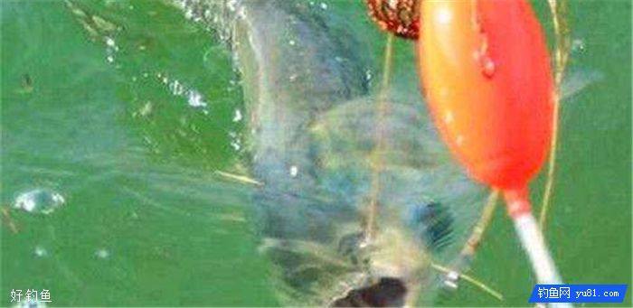 Experience exchange of bream fishing in autumn__Experience exchange of bream fishing in autumn