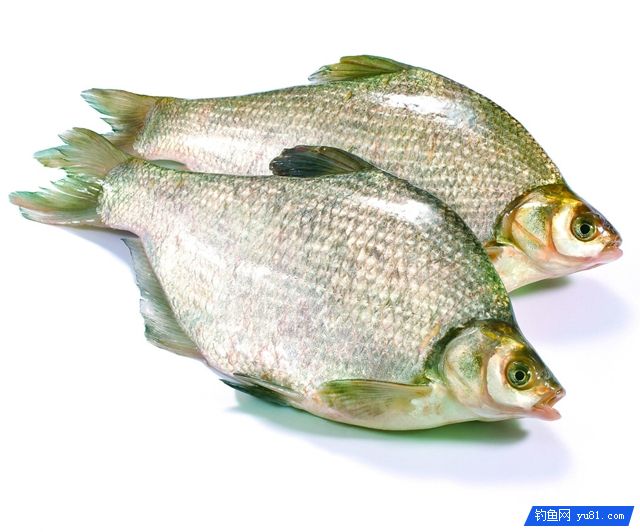 5 Practical Tips For Fishing