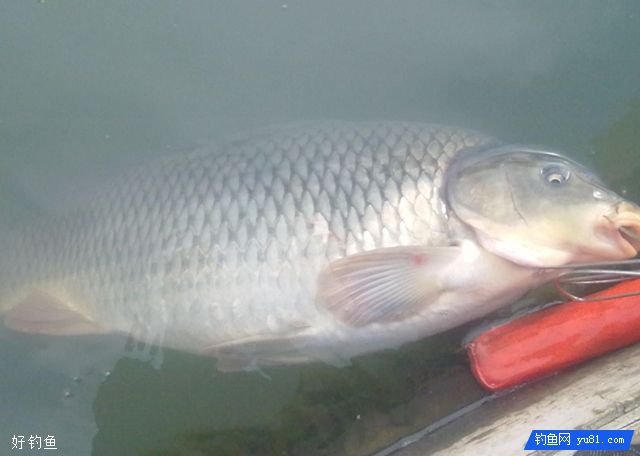 Mullch fishing techniques__How to fish for fishing and how to operate and how to fish for fishing