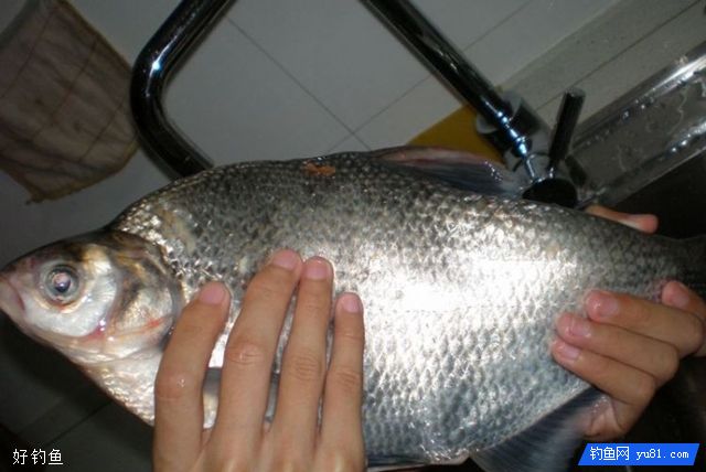 4 Tips For Fishing Bream In A Reservoir