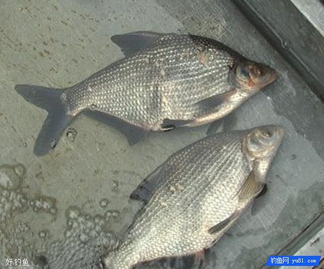 水库怎么钓Bream最有效__水库鳡鱼怎么钓